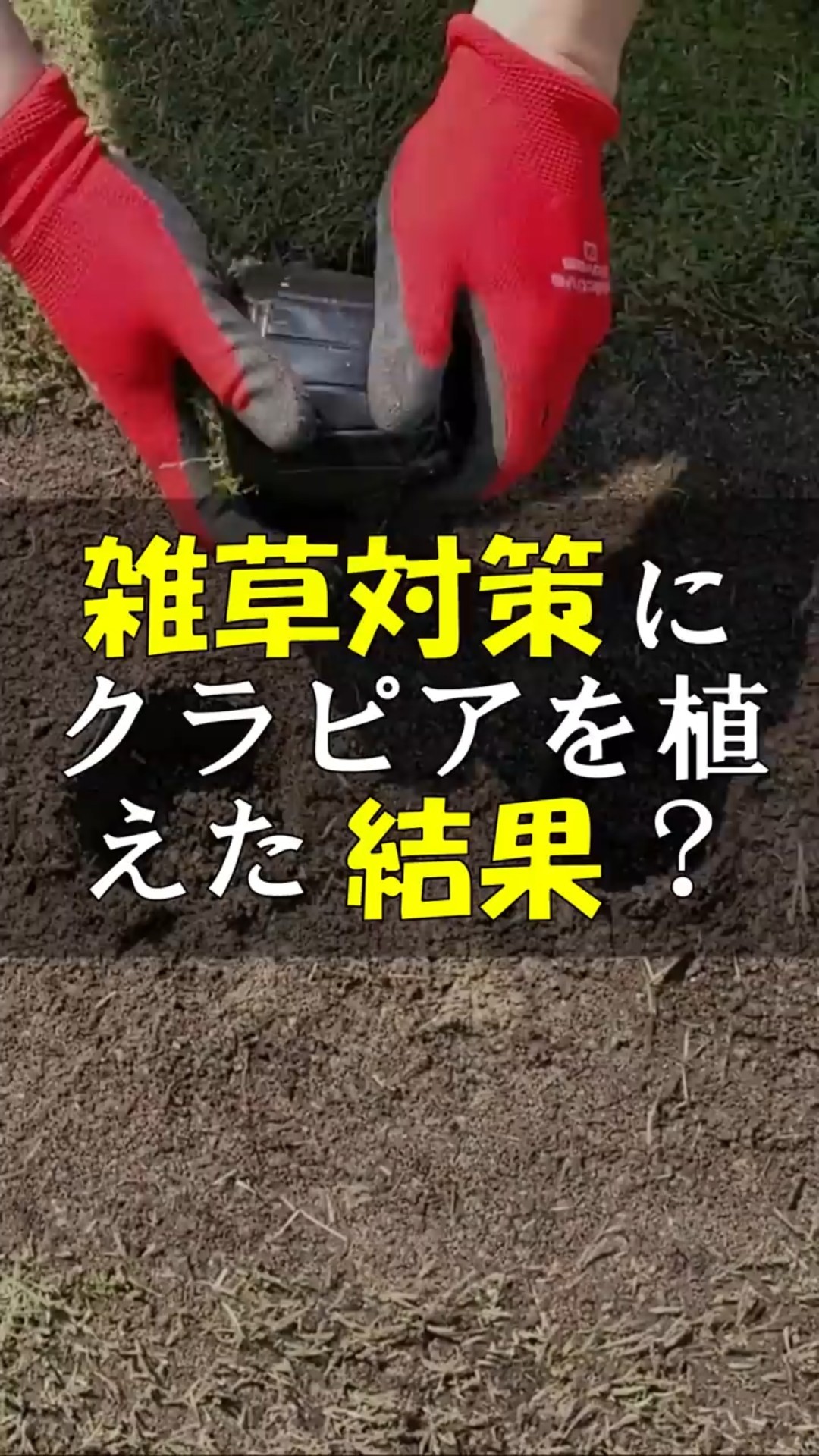 I planted Kurapia to control weeds in the garden, but what is the