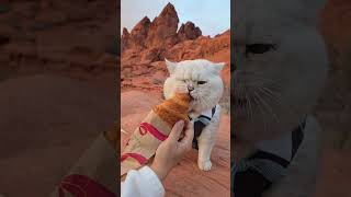 Hiking And Croissants Best Of Both Worlds