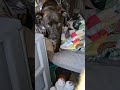 journey jane being extra an random yakin#journey#puppy#bestfriend#godisgood#goals#vanlife#vlog#fun