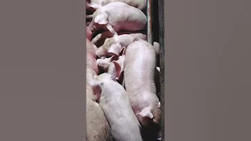 Ganito Sila Kaingay Hograiser Babuyangwalangamoy Buhayprobinsya Backyardfarming Shortsvideo 