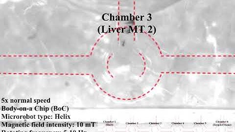 Targeted cell delivery in in vitro micro-organ network using a magnetically actuated microrobot.