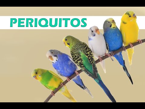 Vídeo: Tudo Sobre Periquitos