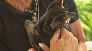 Witnesses say they rescued kittens who survived being thrown from moving car | WSB-TV
