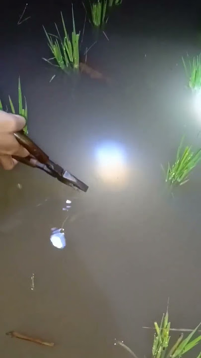 baru juga sebentar udah dapet banyak #mancing #petualangan #kolamikan #bolangliar #mancingbelut