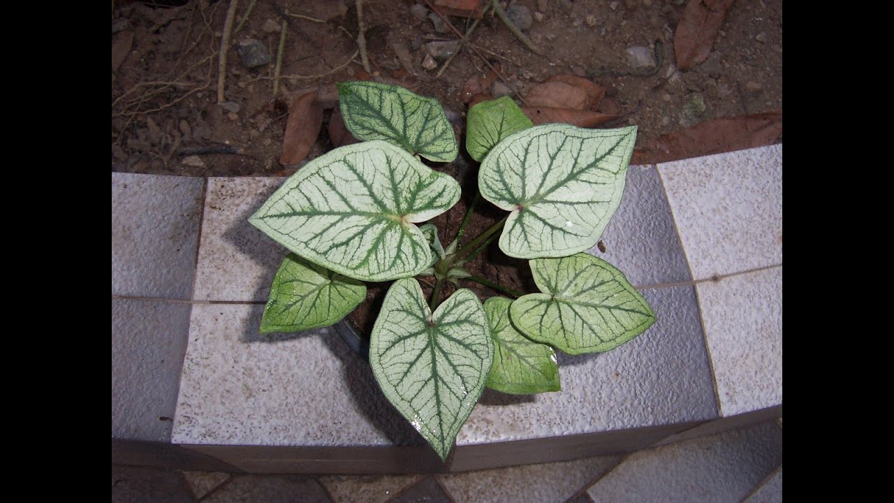 How to Plant Caladium Bulbs YouTube