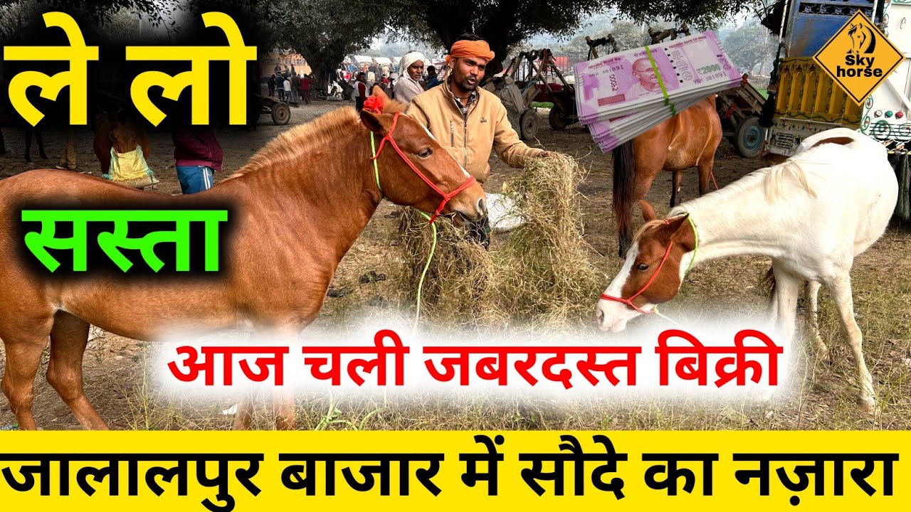 Сцена напряжённого торга на дешёвом рынке лошадей в Джалалпуре. #Джалалпургходабазар