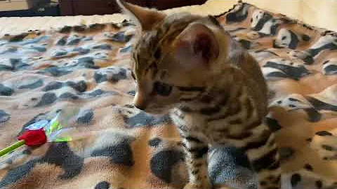Video 10671111: cat training bengal grooming, bengal cat meow kitten, grooming bengal house cat, jump bengal kittens meowing, meowing bengal kitten first, home bengal cats