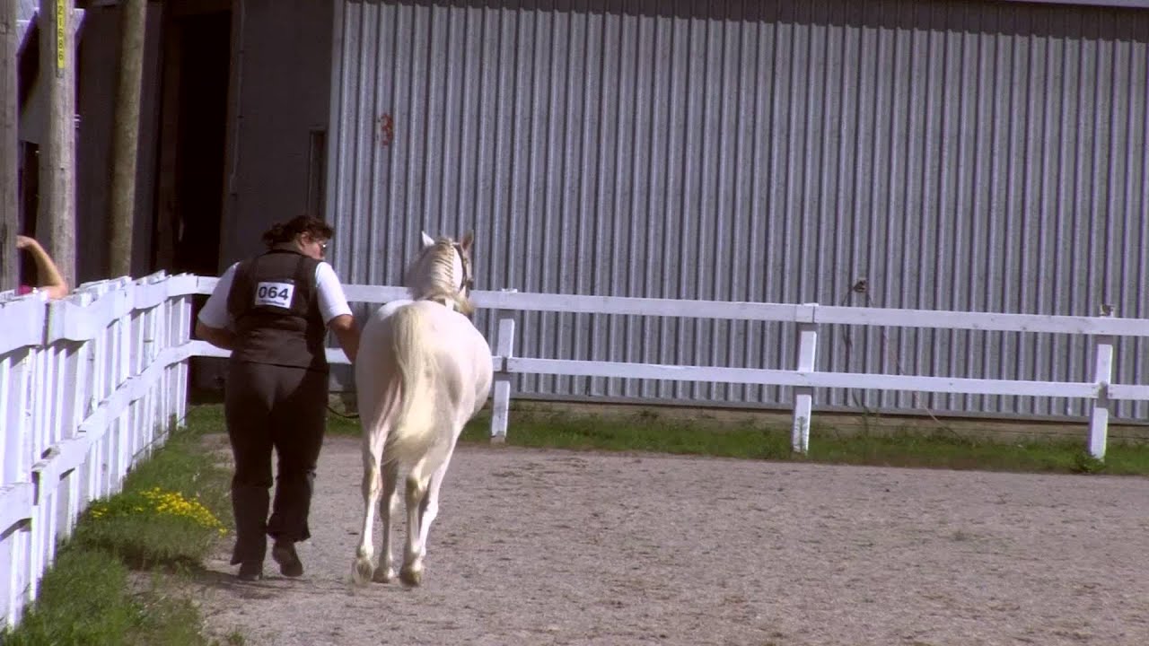 Telynau Tarantara Section B Welsh Stallion