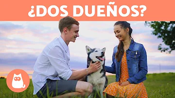 ¿Cómo identifican los perros a sus dueños?