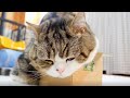 入っていることにしたいねこ。-Let’s say that Maru is in the box!-
