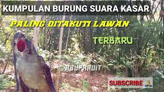 Download Lagu kumpulan suara burung tembakan kasar - Masteran burung tembakan sadis MP3 Download Lagu kumpulan suara burung tembakan kasar - Masteran burung tembakan sadis MP3