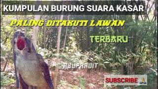 kumpulan suara burung tembakan kasar - Masteran burung tembakan sadis