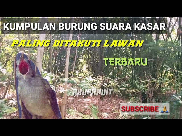 kumpulan suara burung tembakan kasar - Masteran burung tembakan sadis class=