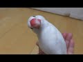 優しく育てると文鳥はこうなりますw