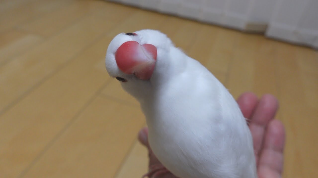 優しく育てると文鳥はこうなりますw