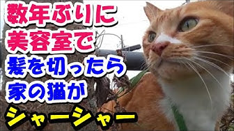 猫のほのぼの話 Youtube