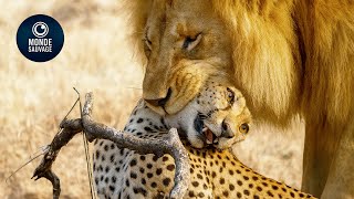 Les Attaques De Lions Les Plus Mortelles Jamais Captées Sur Terre | Animaux Sauvages