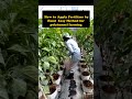 #polytunnel #fertilizer #fypシ゚viral #foryou #farming #greenhouse #bellpeppers#method #agriculture