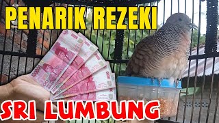 PERKUTUT LOKAL GACOR. SRI LUMBUNG PENARIK REZEKI