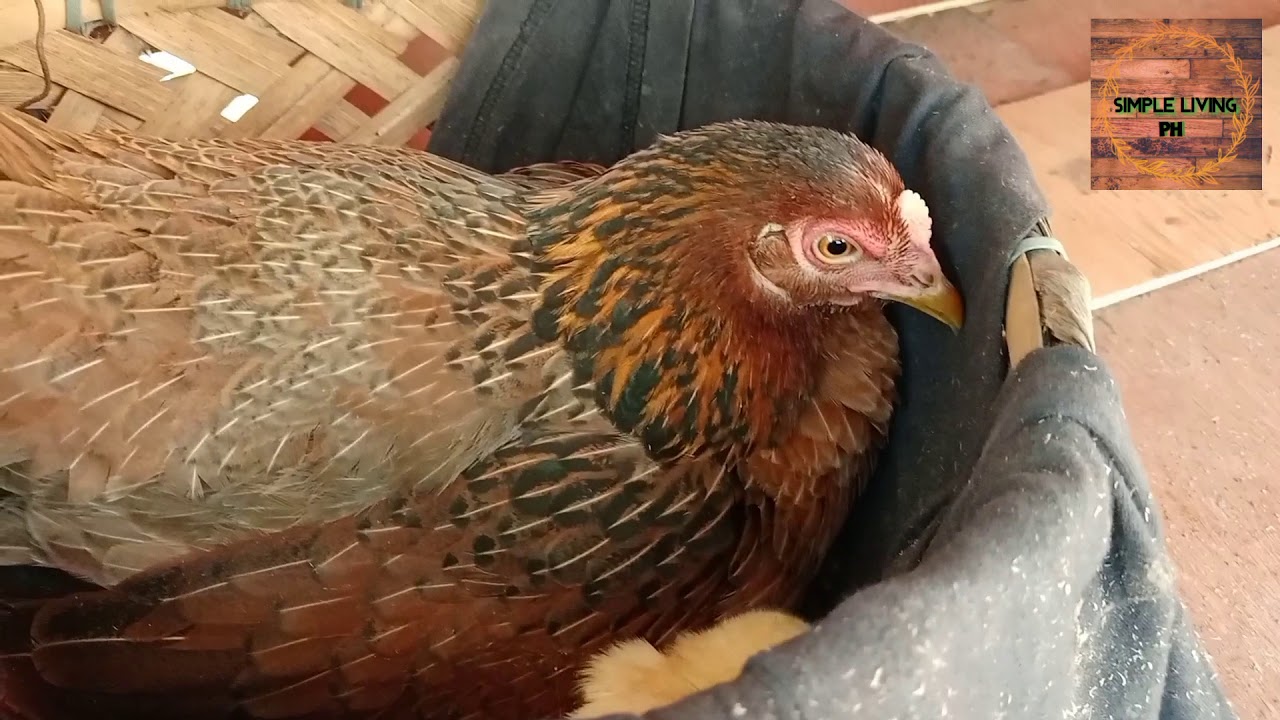 chicken update(Dexter's World Bantam egg/one rhode island egg)