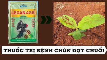 #6 Cách trồng chuối mô và thuốc đặc trị tuyến trùng, trị bệnh chùn đọt cho cây chuối #banana