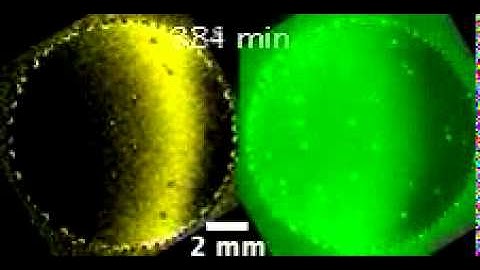 Traveling waves of DNA