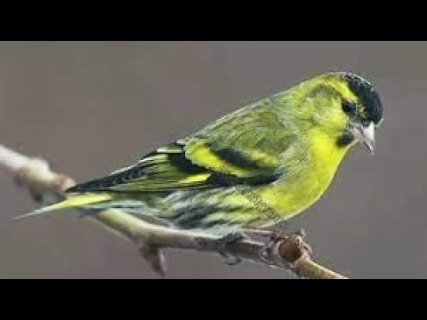 تغريد طائر النعار الأوراسي للتحفيز على الغناء