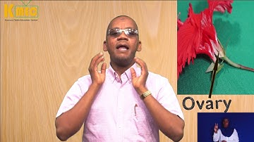 Science Standard 6 Topic - Flower