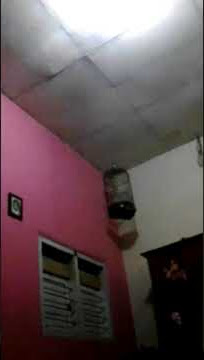 Lovebird (locer) mr ibnu