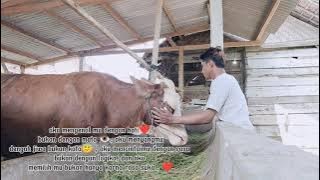 peternakan sapi Indonesia 🐮 story wa peternak sapi muda 💪