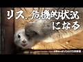 ハマったリス【リチャードソンジリス】