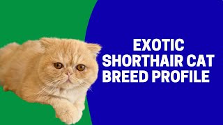 Exotic Shorthair Cat Breed Profile