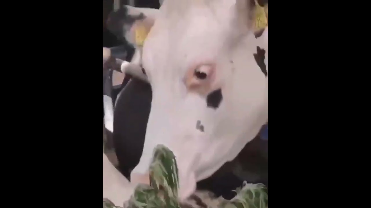 cow eat weed YouTube