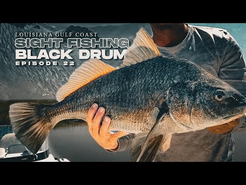 Sight Fishing Louisiana's Gulf Coast for Big Black Drum - Fishing Tip and Techniques Landed Fishing