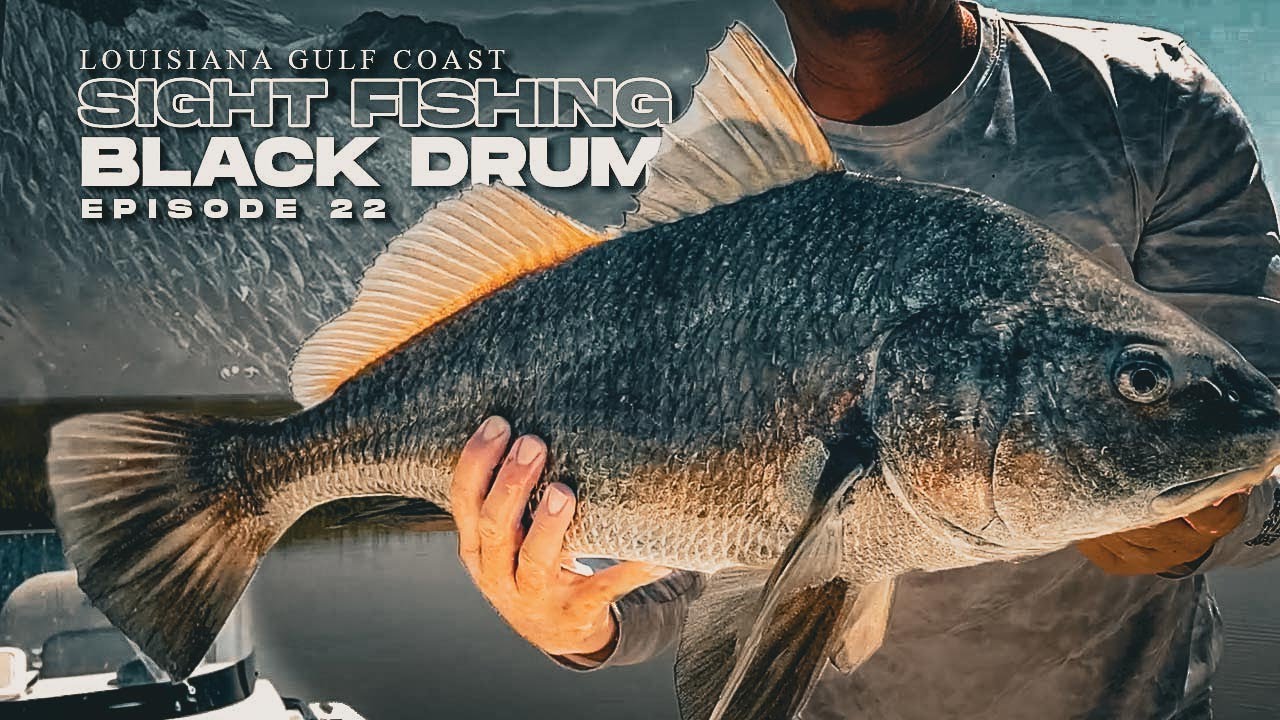 Sight Fishing Louisiana's Gulf Coast for Big Black Drum Fishing Tip