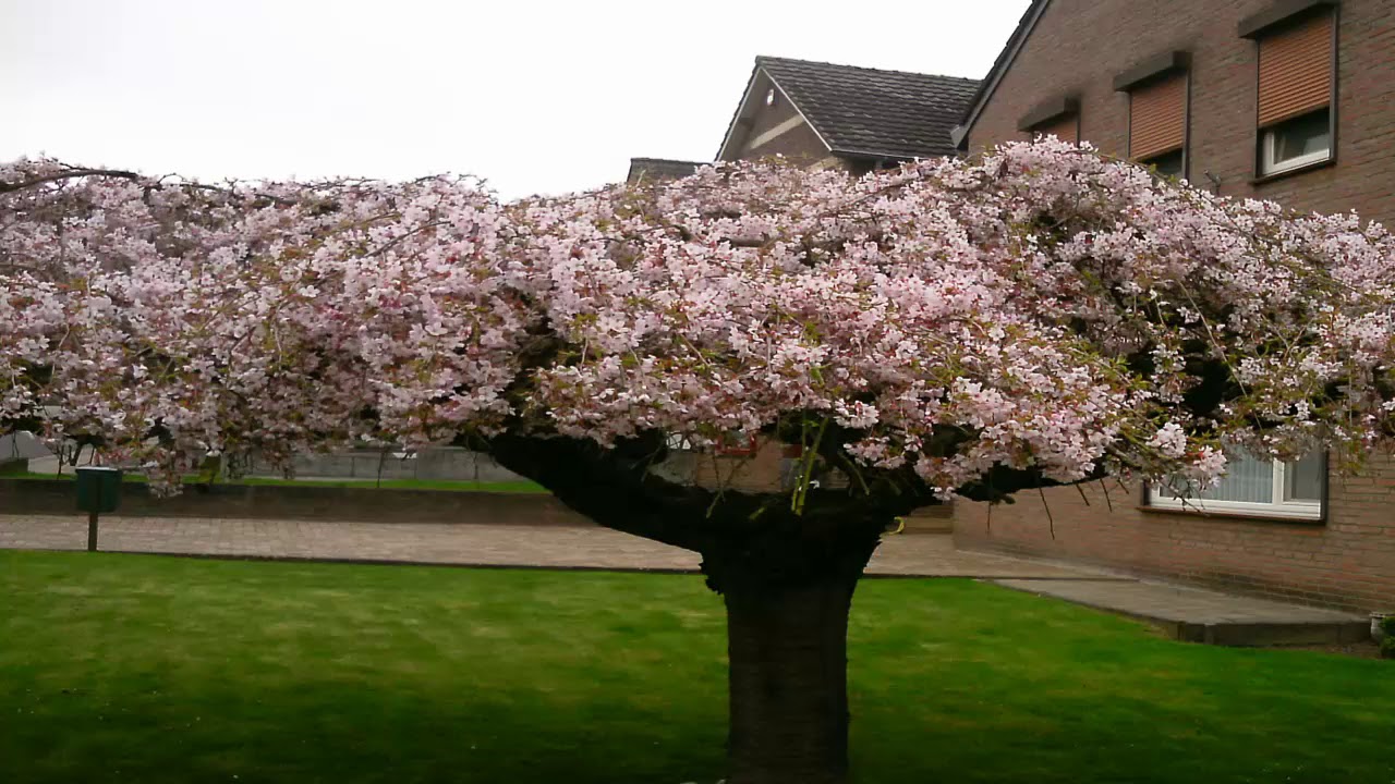 T049 00Tafsiirka Suuratul  Al xujuraad@sh Cumar Faaruuq Raximala