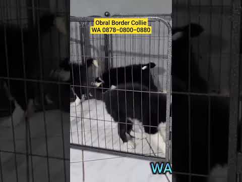 Video: Memilih dan Melatih Puppy Collie Sempadan