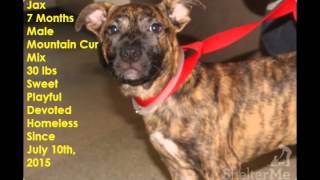 The Urgent Furkids 09082015