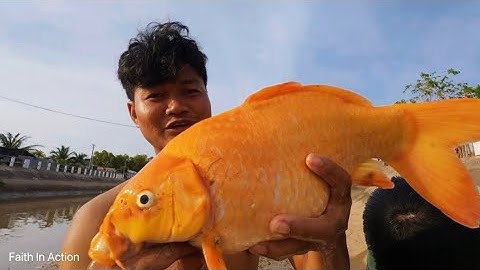 Bắt Cá Chép Vàng TO KHỦNG - bằng cách Chài Lưới + Lặn mò bắt Cá trên Sông thật thú vị 😘