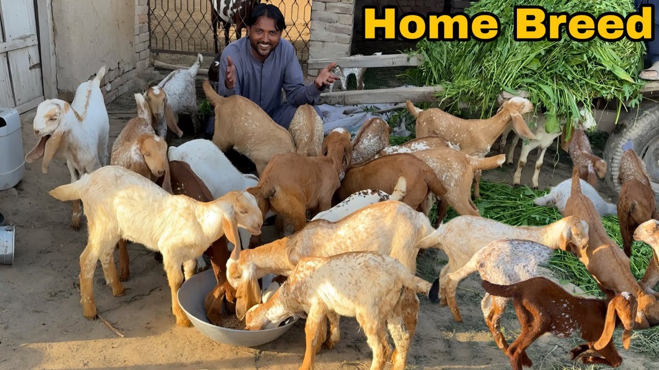Sheru Ke Saare Bacche Ek Saath! 😍 Hamari Ghar Ki Home Breed | Talha Ghouri Vlogs