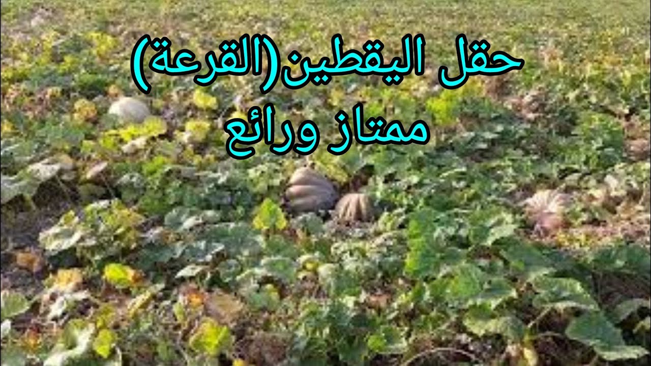 حقل اليقطين (القرعة) ممتاز ورائع