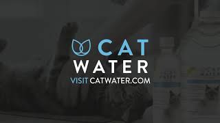 Exclusive CATWATER (:60) - Prevent cat urinary issues before they start Profile