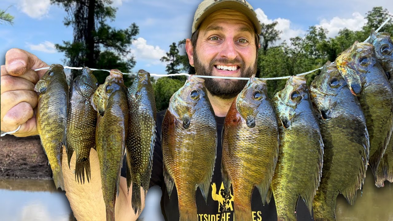 Fishing a Public Spot for Bream as Big As My Hand