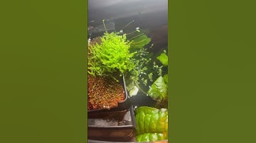 Java Moss grow off of a sponge in the filter. #aquariumhobby #freshwateraquarium #aqua