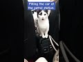 #kittencomedy #petrol #petrolprice #shortsvideo