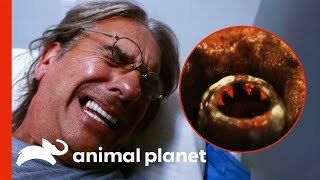 Sandfly Infects Man With A Deadly Parasite | Monsters Inside Me