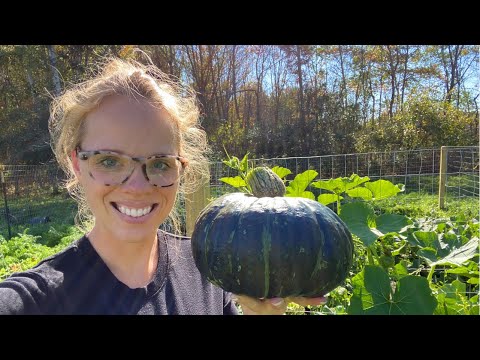 Video: Buttercup ziemas skvoša kopšana: padomi par kabaču kabaču audzēšanu