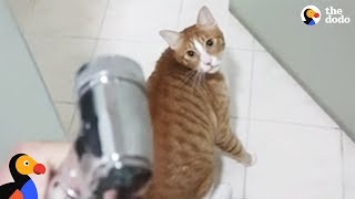 Funny Cat Begs to Play in Shower | The Dodo