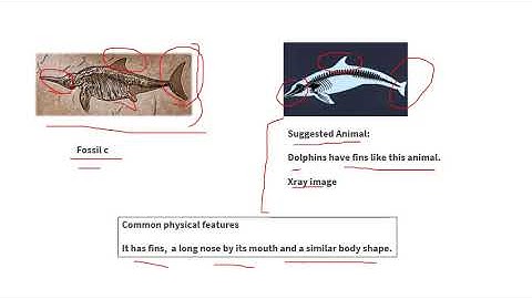 Unit 6- Fossils- Lesson 2  part 3