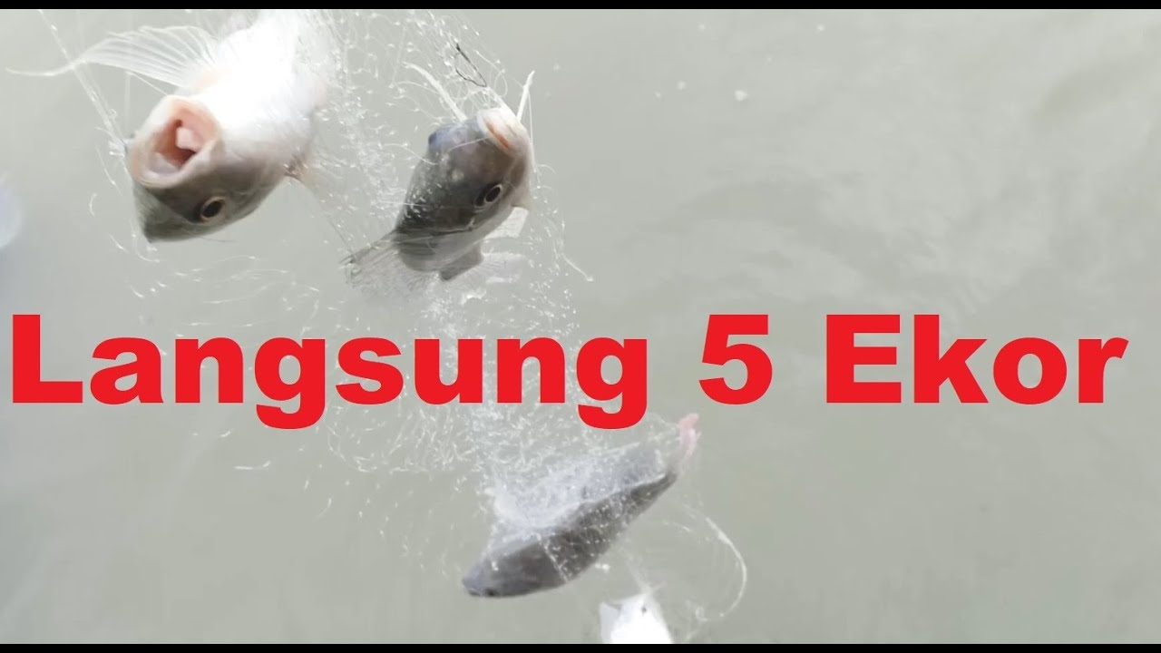 Coba mancing Nila dengan Pancing Jaring